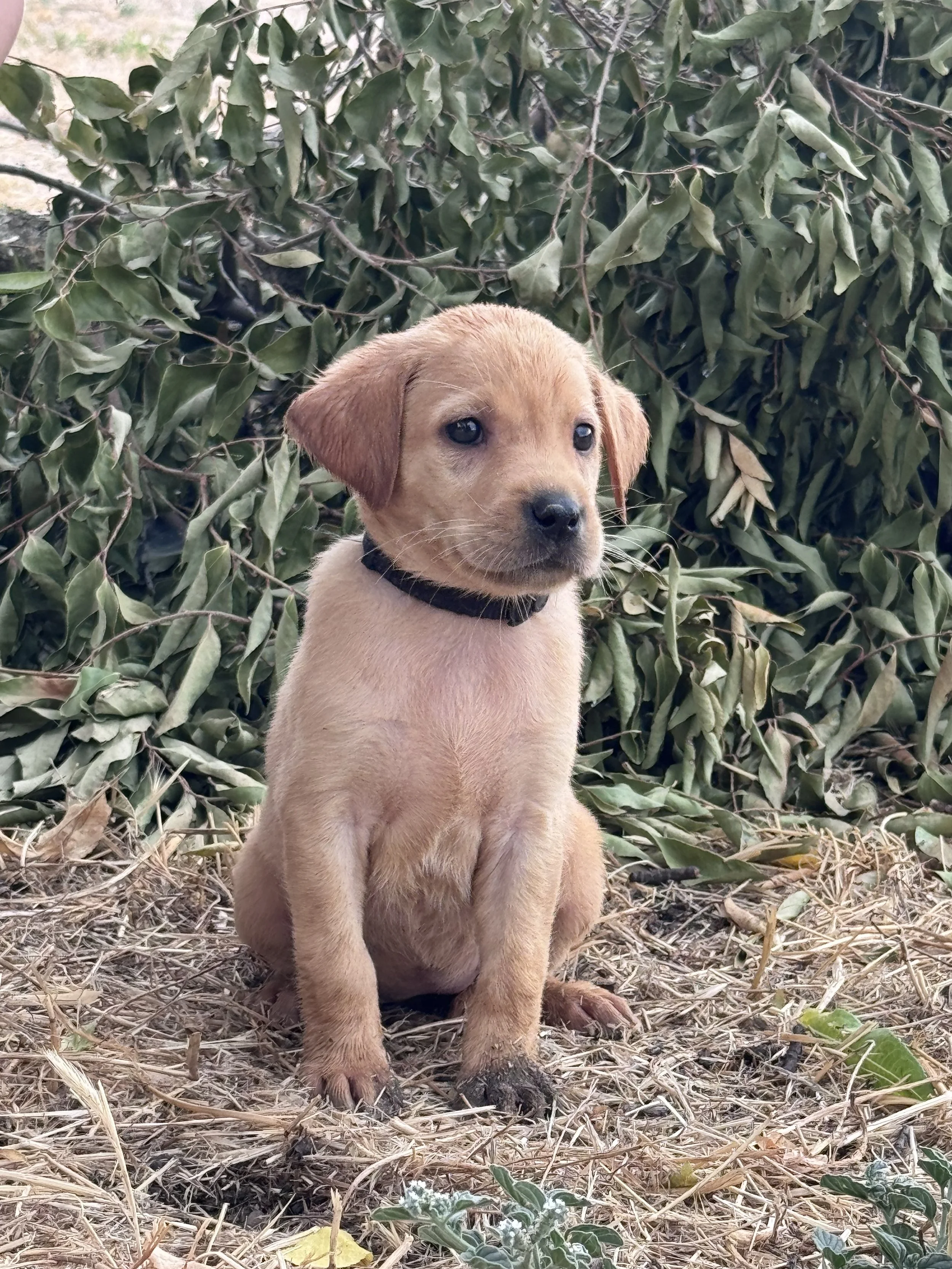 AKC Labrador Retriever Puppies | Sutter CA & Twin Bridges MT